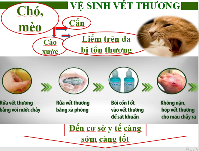 Tập trung thực hiện nghiêm công tác phòng, chống bệnh dại