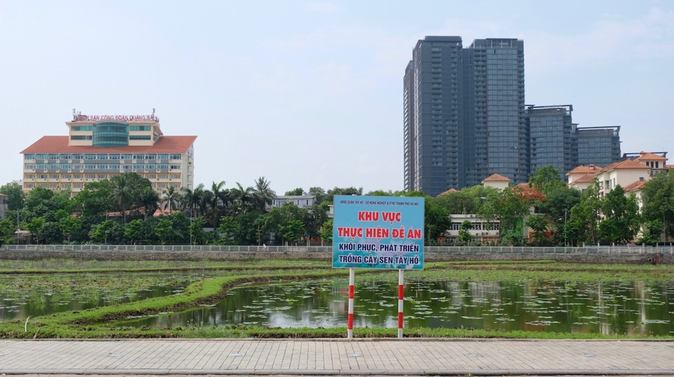 Hà Nội: Nỗ lực khôi phục vùng sen Bách Diệp