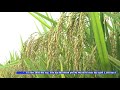 Tin_Kế hoạch gieo trồng vụ Mùa