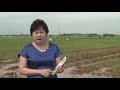 Nhà nông_Hướng dẫn sử dụng chế phẩm xử lý rơm rạ