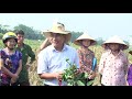 Nhà nông_Chăm sóc, tỉa cành cho cây bưởi giai đoạn (6 tháng đến 1 năm tuổi)