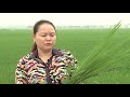 Nhà nông cần biết: Bệnh đạo ôn lá trên lúa xuân