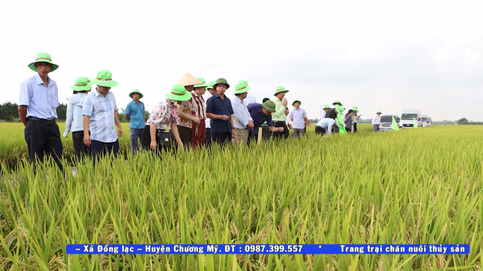 Tin_Khảo nghiệm giống lúa TBR97 tại Thường Tín