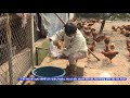 Tăng cường công tác phòng chống dịch bệnh gia suc, gia cầm