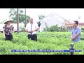 Tin_Hà Nội triển khai kế hoạch phát triển sản xuất chè công nghệ cao