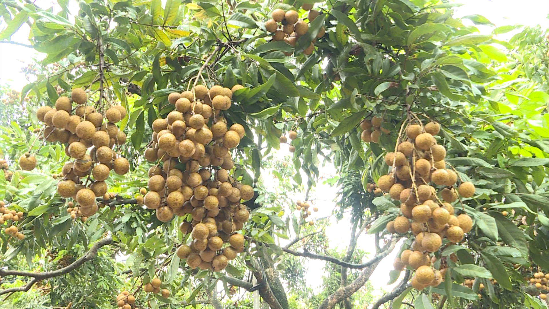 Nhà nông_Nhãn chín muộn Hà Nội