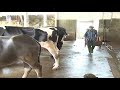 Phòng và điều trị bệnh tụ huyết trùng gia súc