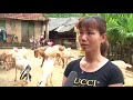 Mô hình chăn nuôi dê