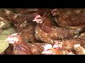 Bài hướng dẫn phòng bệnh gia cầm mùa nắng nóng