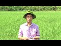 Bài hướng dẫn phục hồi cây lúa sau ngập úng