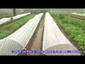 Tin hiệu quả mô hình rau hữa cơ tại Sóc Sơn