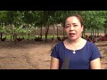Hiệu quả từ mô hình gà đồi Ba Vì