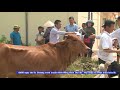 Tin giao bò giống mô hình khuyến nông