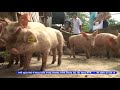 Tin_Giao lợn giống mô hình khuyến nông