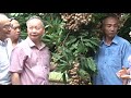 Xuất khẩu nhãn chín muộn sang châu Âu