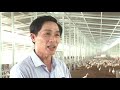 Phóng sự Mô hình chăn nuôi vịt khép kín tại Thanh Oai