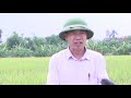 Bài mô hình trình diễn lúa vụ mùa