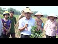Hướng dẫn kỹ thuật cắt tỉa tạo tán trên cây bưởi