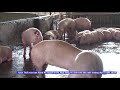 Tin kiểm tra công tác phòng dịch bệnh tả lợn trâu phi