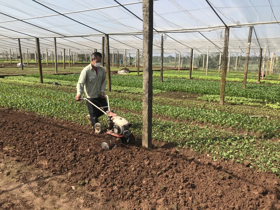 Nâng hiệu quả các vùng rau an toàn Hà Nội