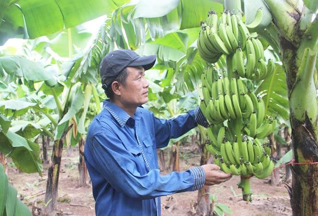 Chuối Vân Nam thêm ngọt nhờ đầu tư công nghệ
