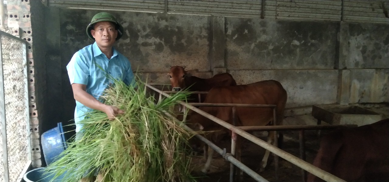 Làm giàu từ chăn nuôi trâu, bò vỗ béo