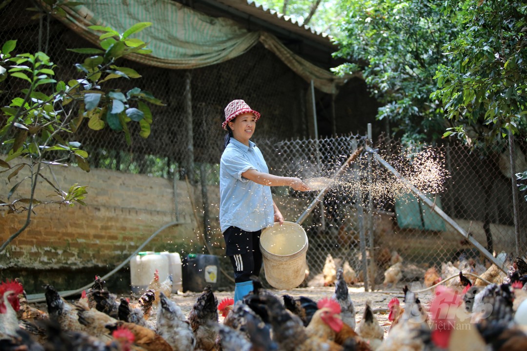 Nuôi gà sạch bằng thảo dược, xuất chuồng tới đâu bán hết đến đó