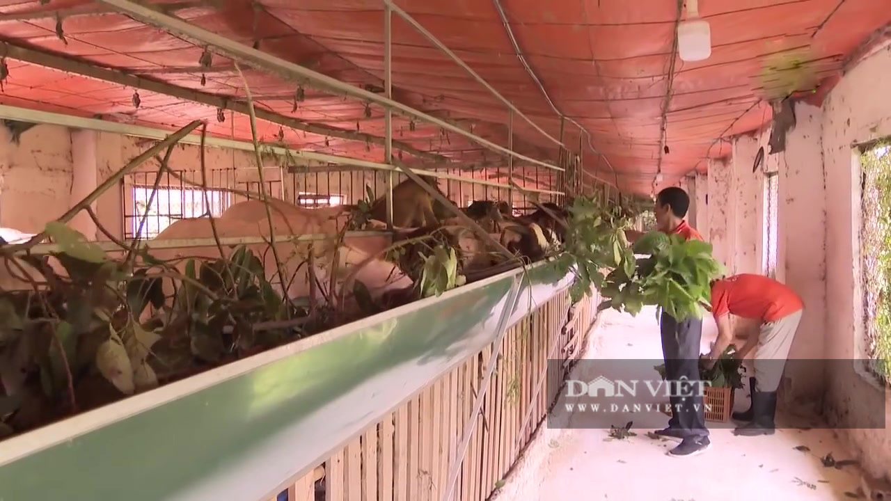 Trang trại chăn dê bằng cỏ, cây thuốc nam độc đáo ở Thủ đô