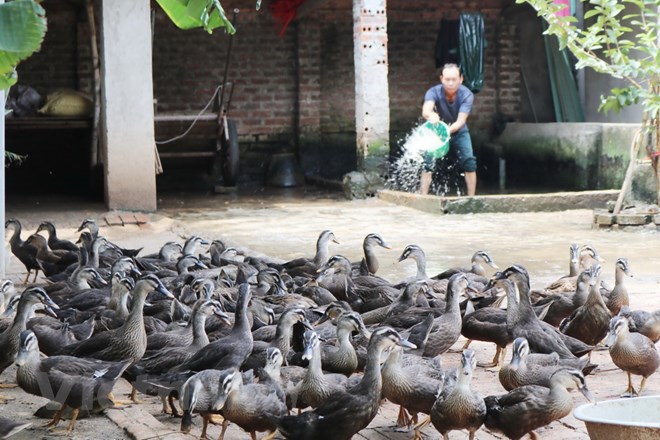 Vĩnh Phúc: "Hốt bạc" nhờ chăn nuôi vịt trời