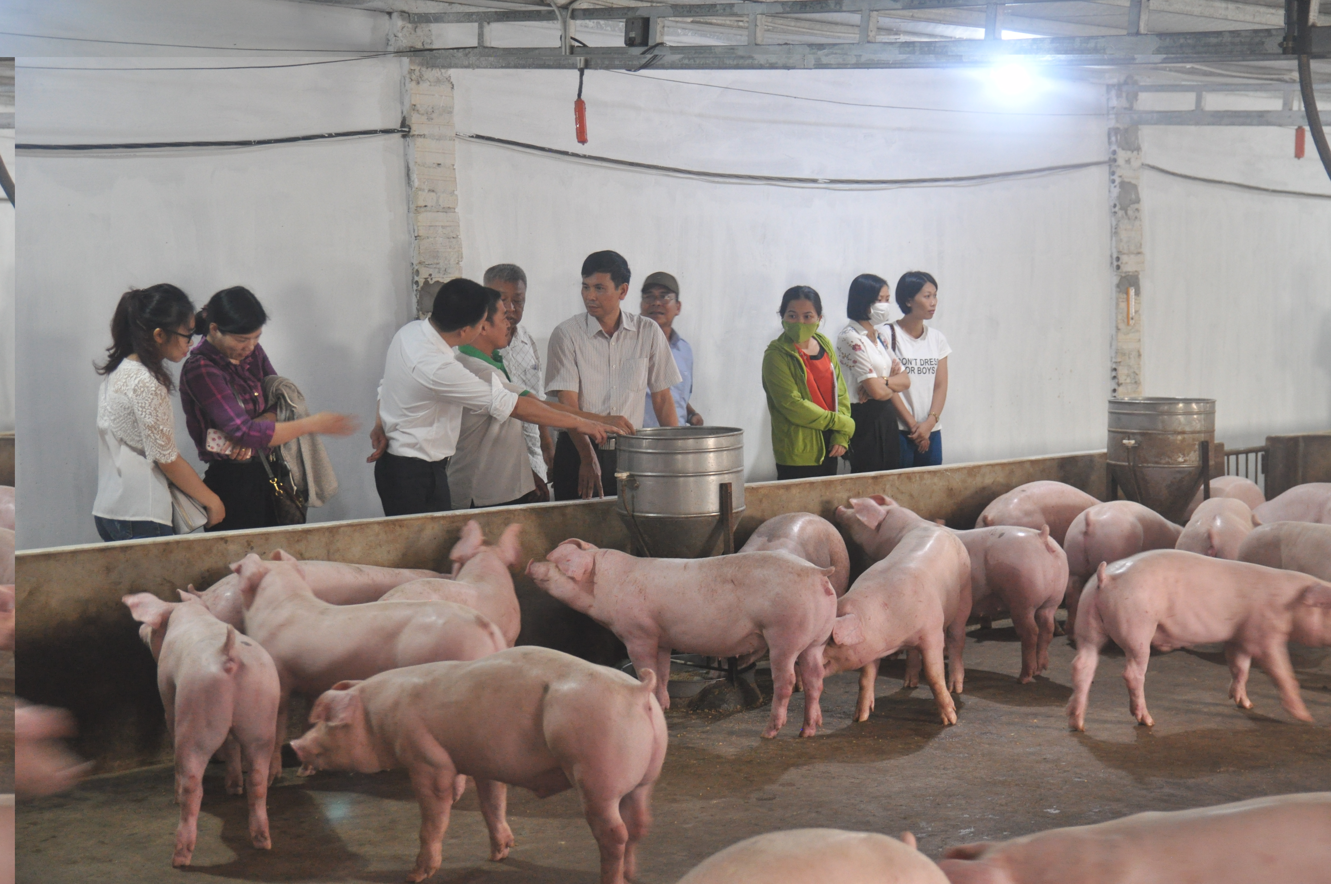 Mô hình nuôi lợn sạch bằng thảo dược- Hướng đi mới trong phát triển chăn nuôi