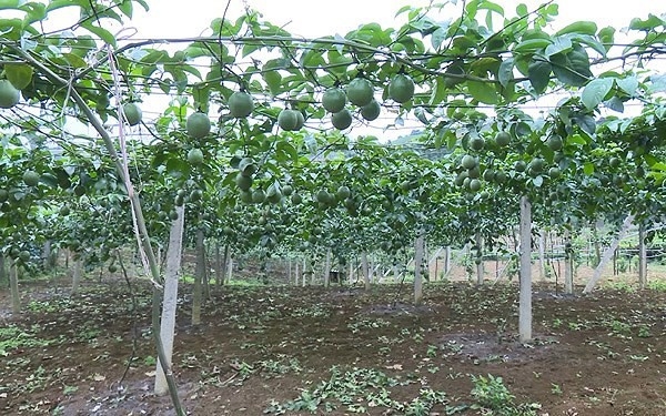 Sơn La lần đầu tiên xuất khẩu chanh leo tươi sang Pháp