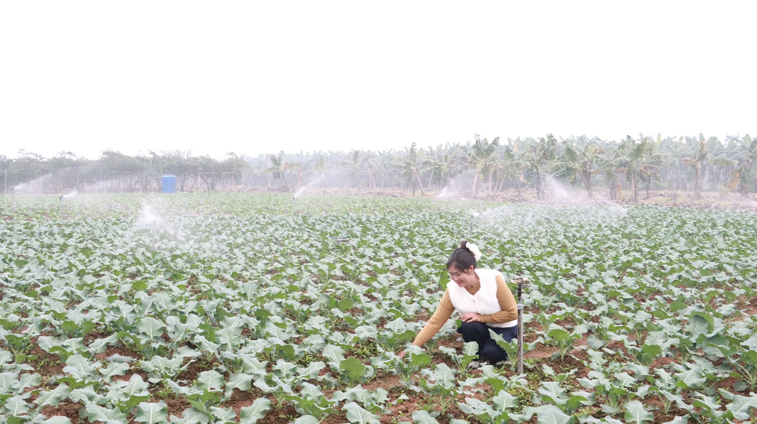Bảo đảm nguồn cung rau xanh ổn định cho Thủ đô