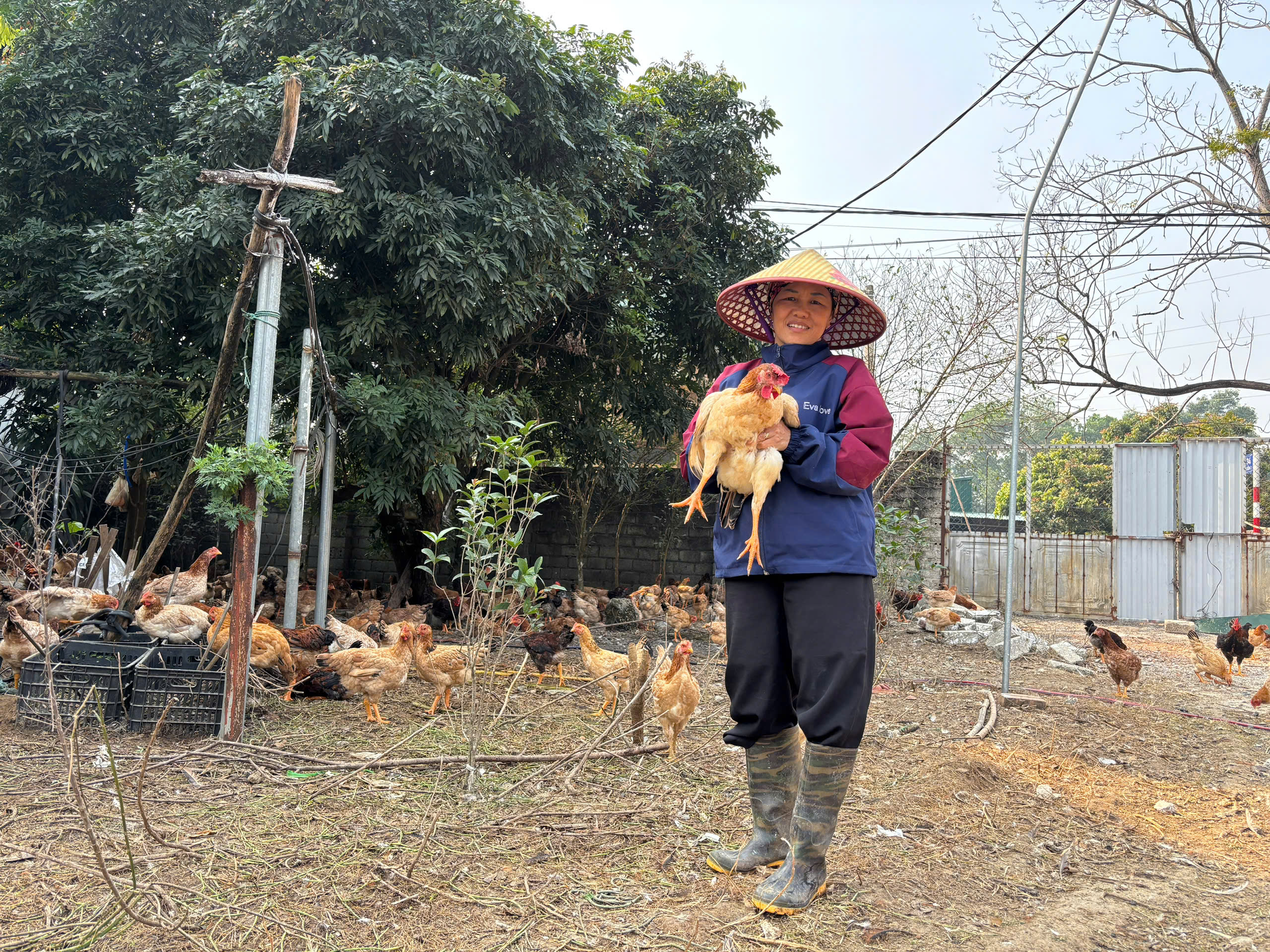 Đoài Phương: Làm kinh tế giỏi từ mô hình chăn nuôi gà thả vườn