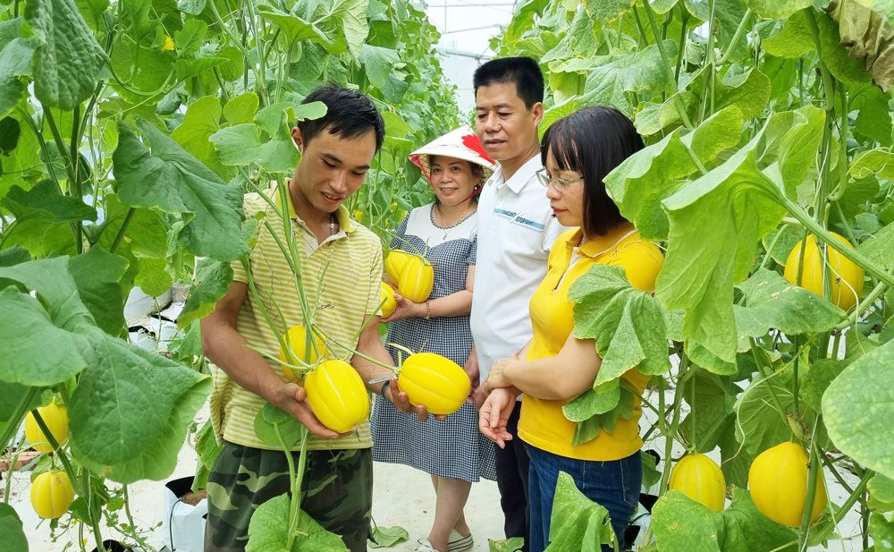 Sơn Tây tích cực chuyển đổi cơ cấu cây trồng