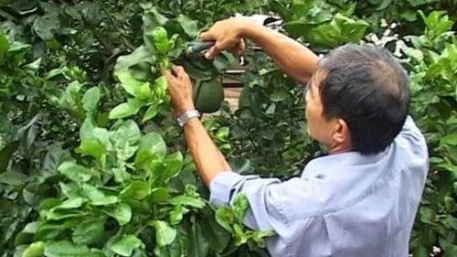 Tin_Tăng cường công tác phòng trừ sâu bệnh trên cây trồng