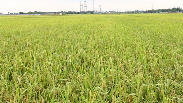 Tăng cường phòng trừ sâu bệnh hại trên lúa vụ Mùa