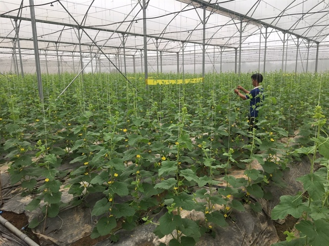 Làm nông sản sạch bỏ túi 650 triệu đồng/năm