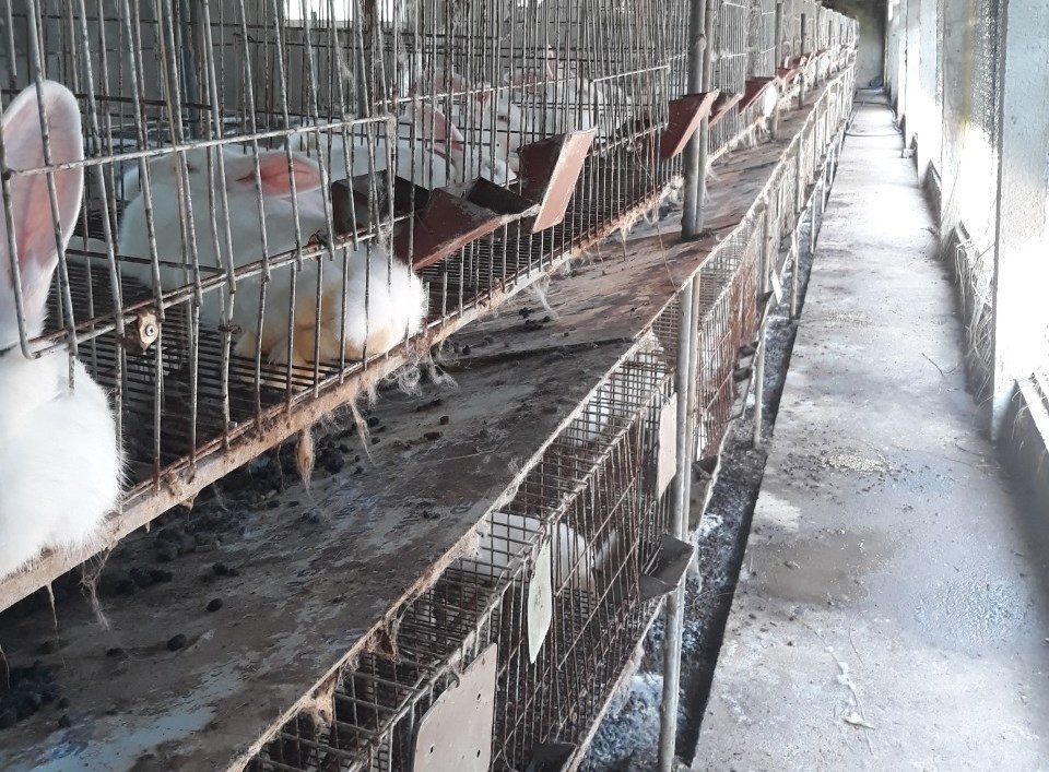 Thái Bình: Cựu chiến binh làm giàu từ mô hình nuôi thỏ