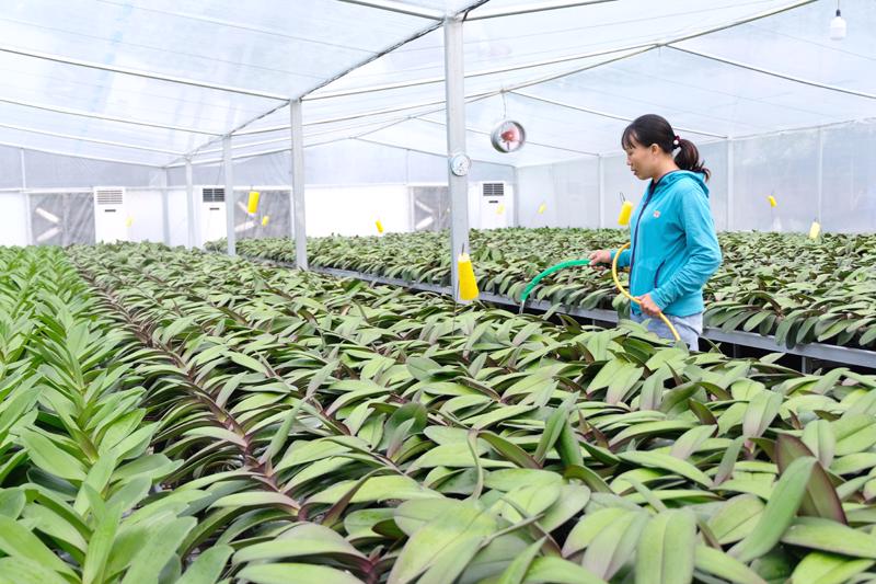 Ps_Ngành Nông nghiệp Thủ đô vững vàng vượt khó