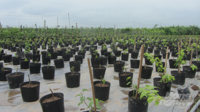 Kỹ thuật nhân giống cây hoa giấy