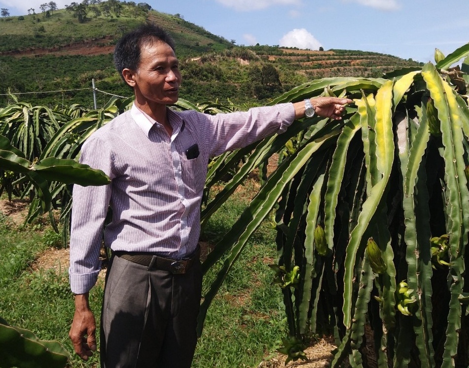 Nam Hà: Liên kết - Phát triển cây thanh long ruột đỏ