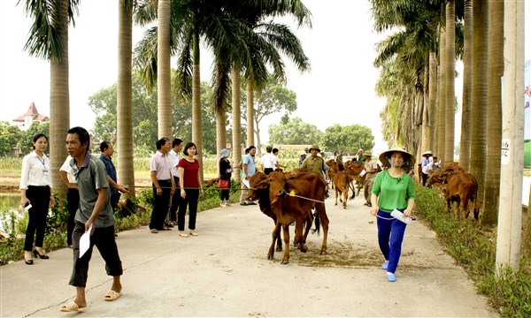 Cấp giống bò sinh sản cho mô hình chăn nuôi bò sinh sản năm 2018 - 2019 tại huyện Gia...