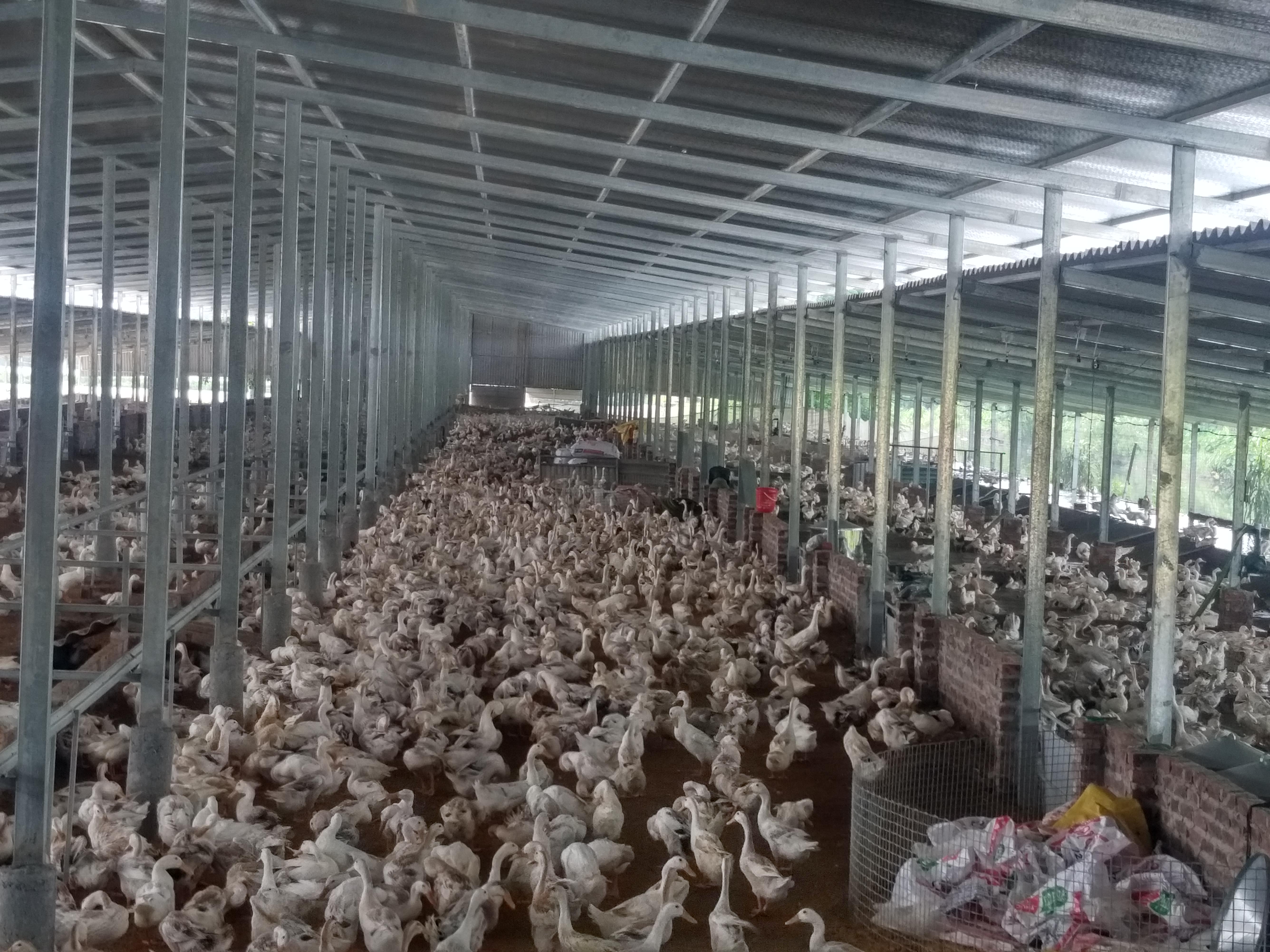 Hiệu quả của mô hình chăn nuôi vịt sinh sản khép kín