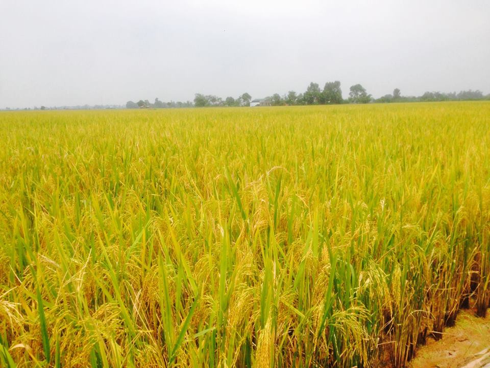 Nghiệm thu mô hình trình diễn giống lúa mới năng suất, chất lượng Lam Sơn 116 vụ mùa năm 2018...