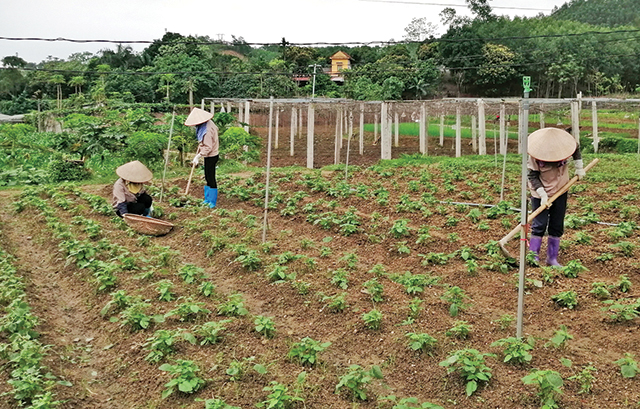 Tuyên Quang: Thu nhập cao từ trang trại VAC