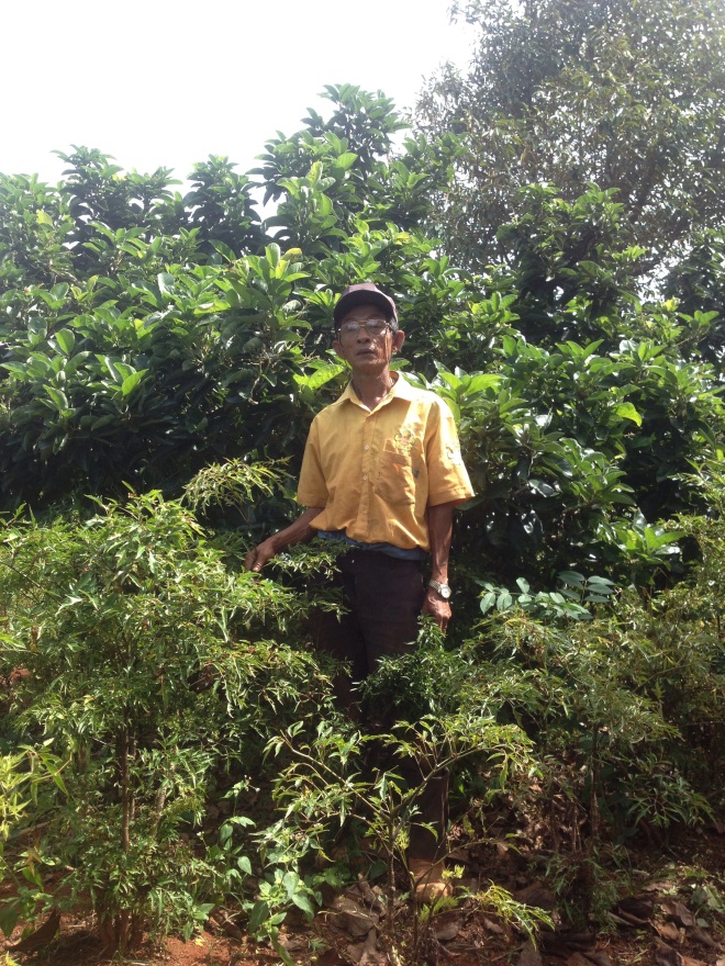 Tăng thu nhập nhờ trồng xen cây đinh lăng với cây bơ