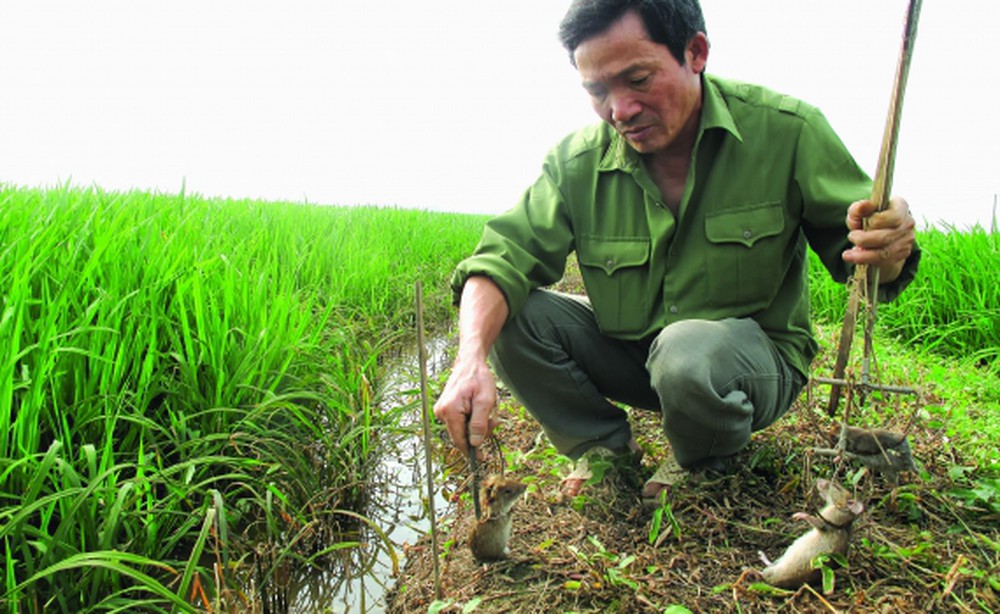 Hướng dẫn biện pháp phòng trừ chuột vụ mùa 2019