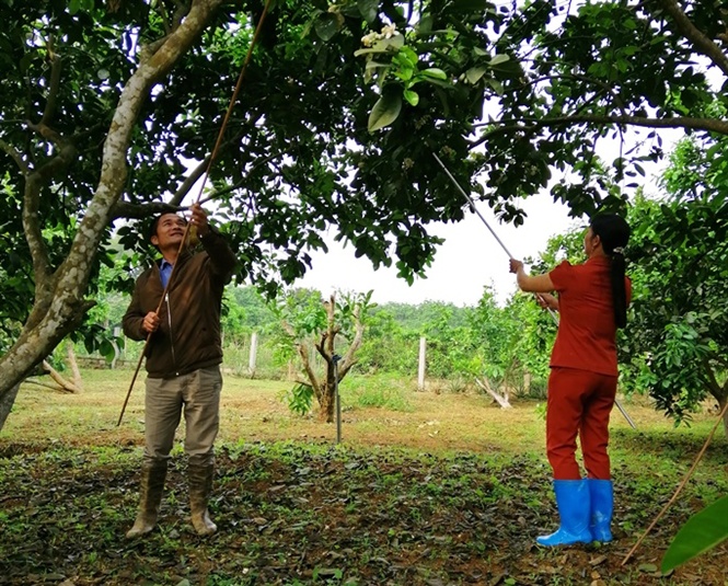 Tỉnh Yên Bái: Mô hình tưới nước thông minh cho bưởi