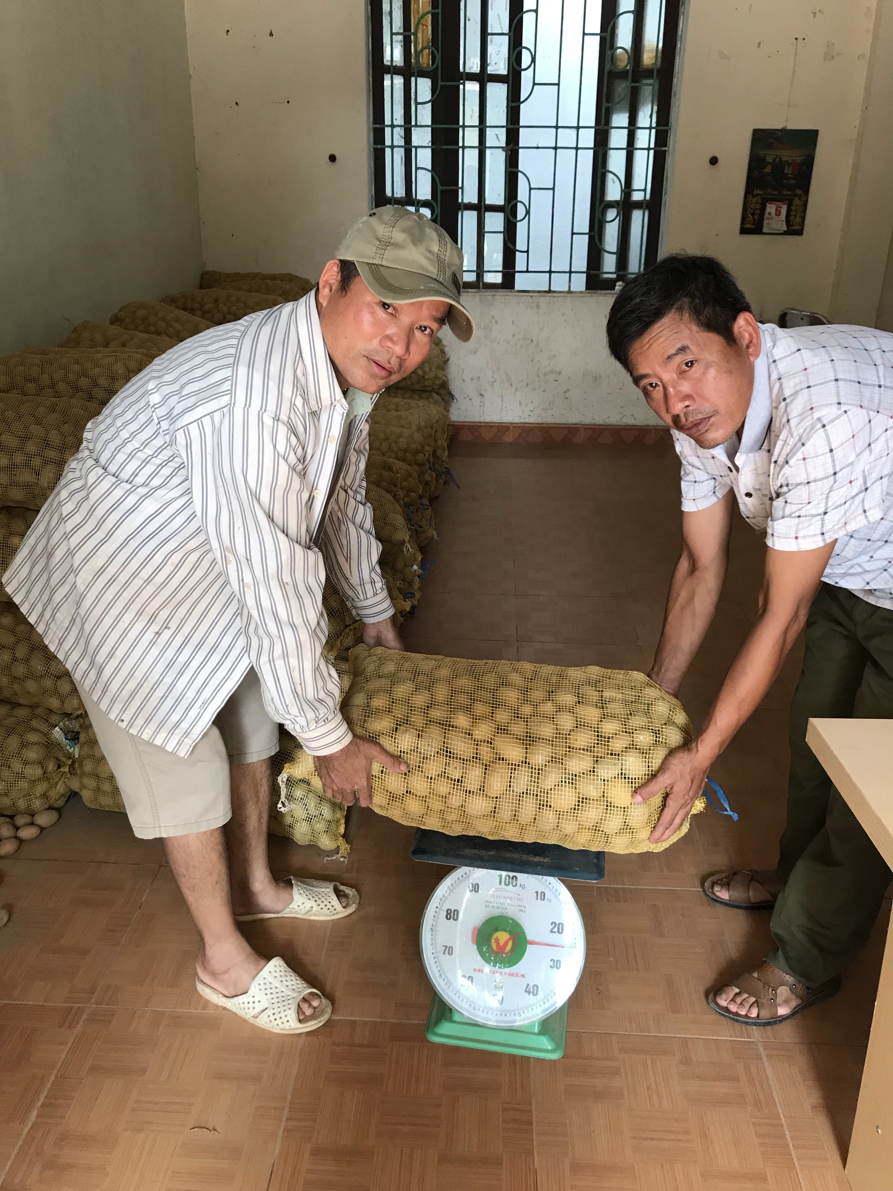 Trung tâm Khuyến nông Hà Nội cấp giống, vật tư hỗ trợ mô hình sản xuất khoai tây vụ đông...