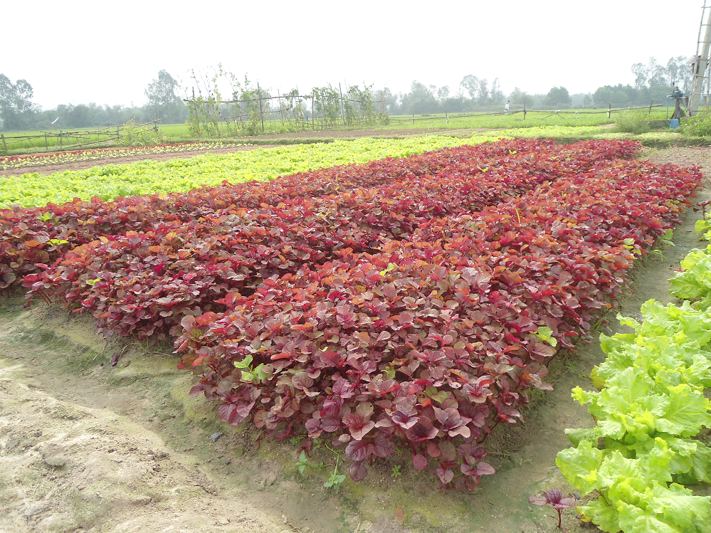 Kỹ thuật trồng rau dền an toàn